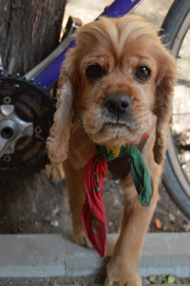 POIESIS/POLEMOS: Боряна Кацарска за поезията на Цочо Бояджиев