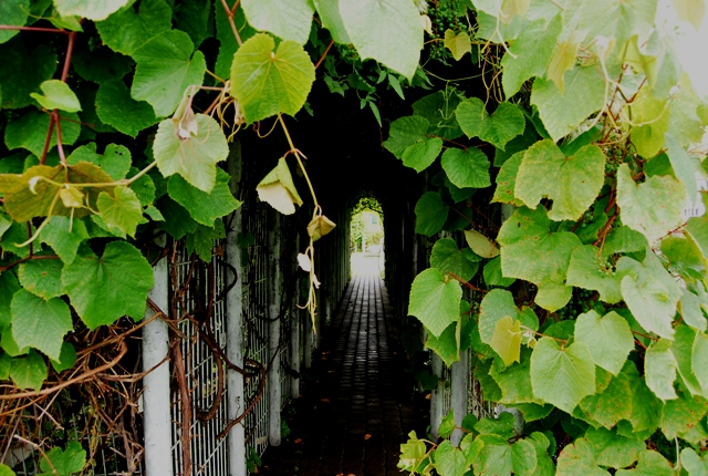 POIESIS/POLEMOS: Боряна Кацарска за поезията на Цочо Бояджиев