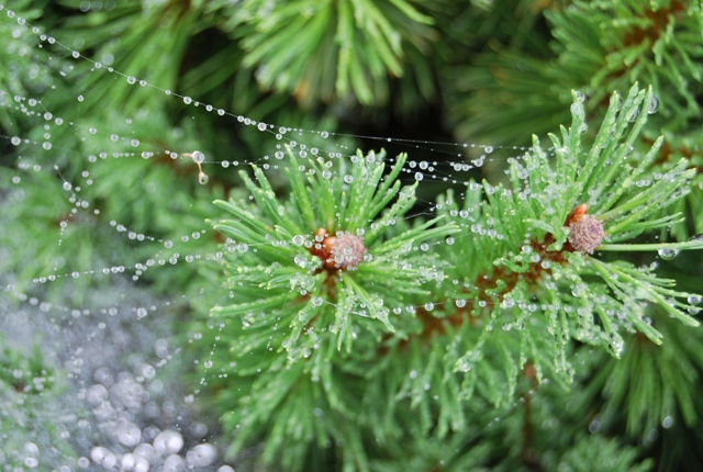 Среща-разговор с Роси Михова за новата ѝ книга "ТРИМА НАСАМЕ. Задочни разговори с Макс Фриш"