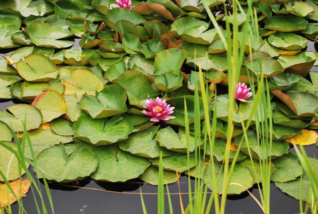 Среща-разговор с Роси Михова за новата ѝ книга "ТРИМА НАСАМЕ. Задочни разговори с Макс Фриш"