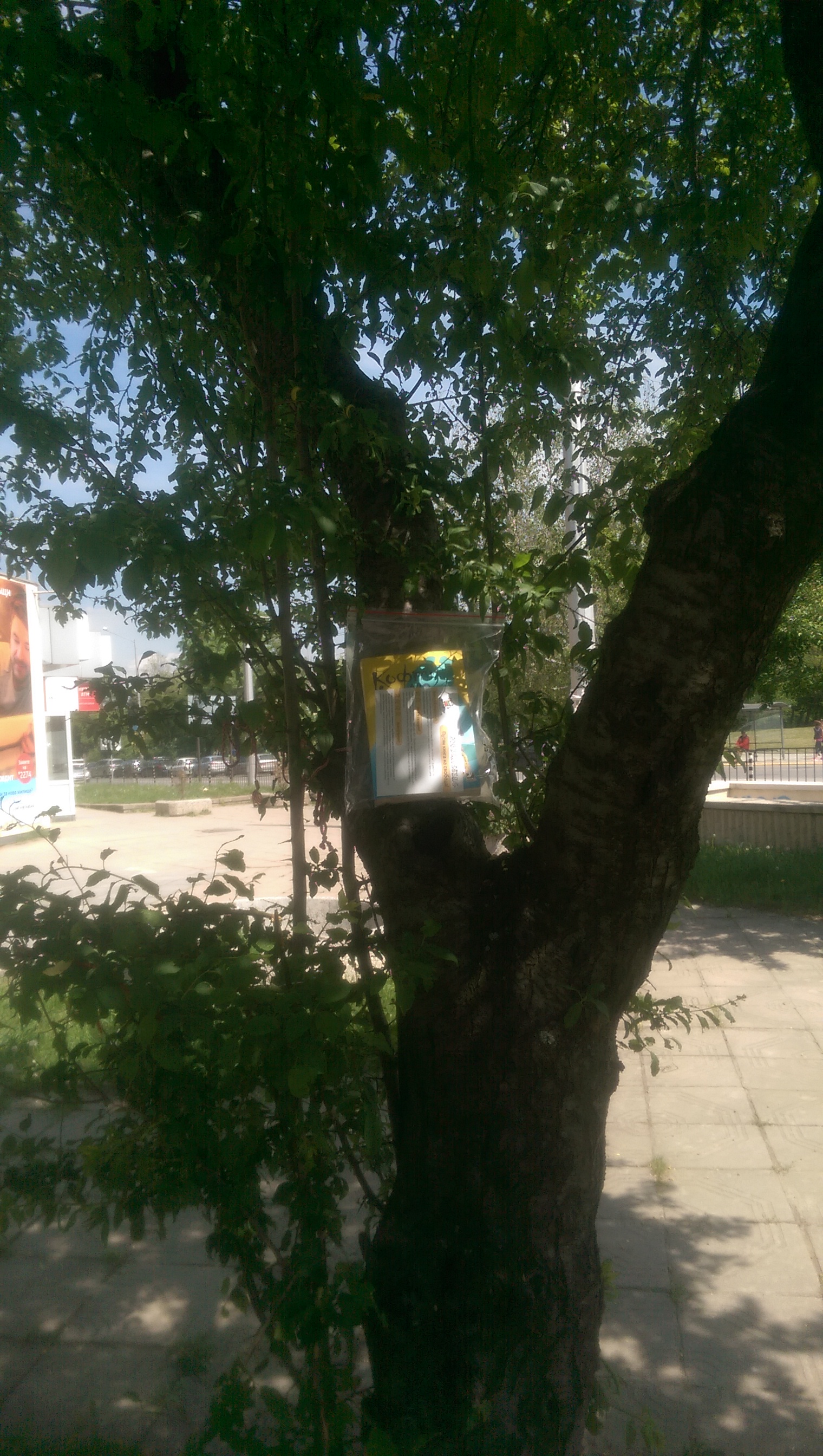 POIESIS/POLEMOS: Боряна Кацарска за поезията на Цочо Бояджиев