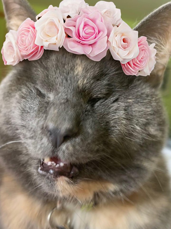 Среща-разговор с Роси Михова за новата ѝ книга "ТРИМА НАСАМЕ. Задочни разговори с Макс Фриш"